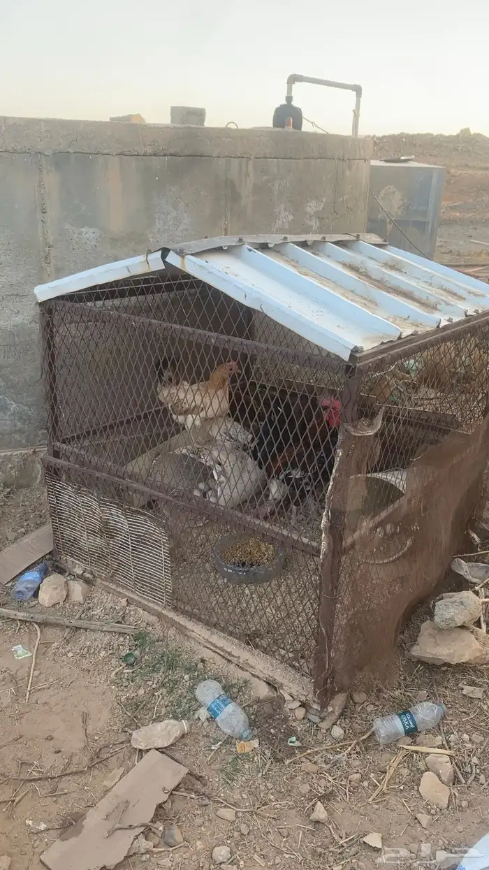 شبك دجاج 0