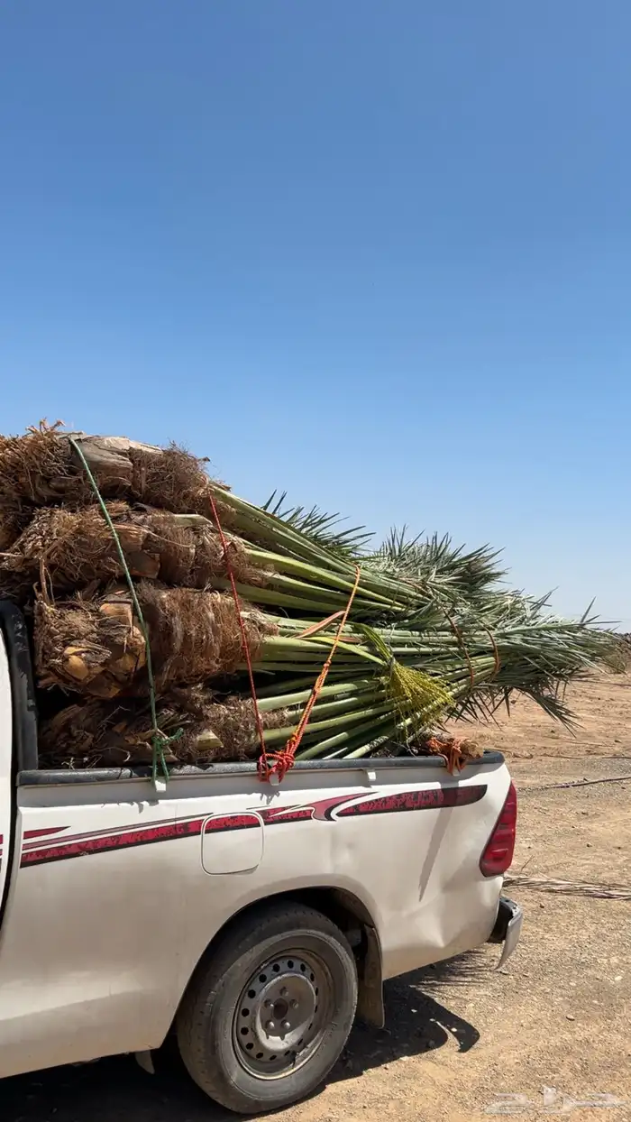 مشالله تبارك الله يوجد لدينا نخل مثمر لبيع 1