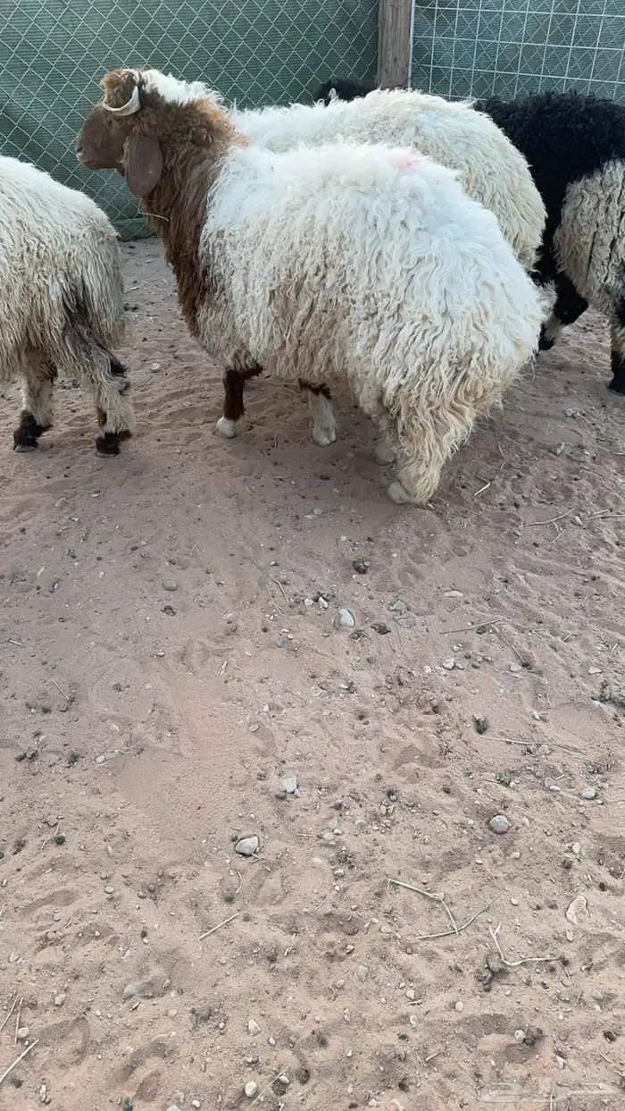 طليان من اعمار 6 الى 7 فيهن رخل والباقي طليان ثلاثه حد 1650 2
