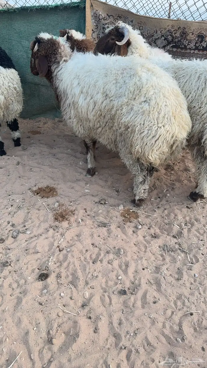 طليان من اعمار 6 الى 7 فيهن رخل والباقي طليان ثلاثه حد 1650 0