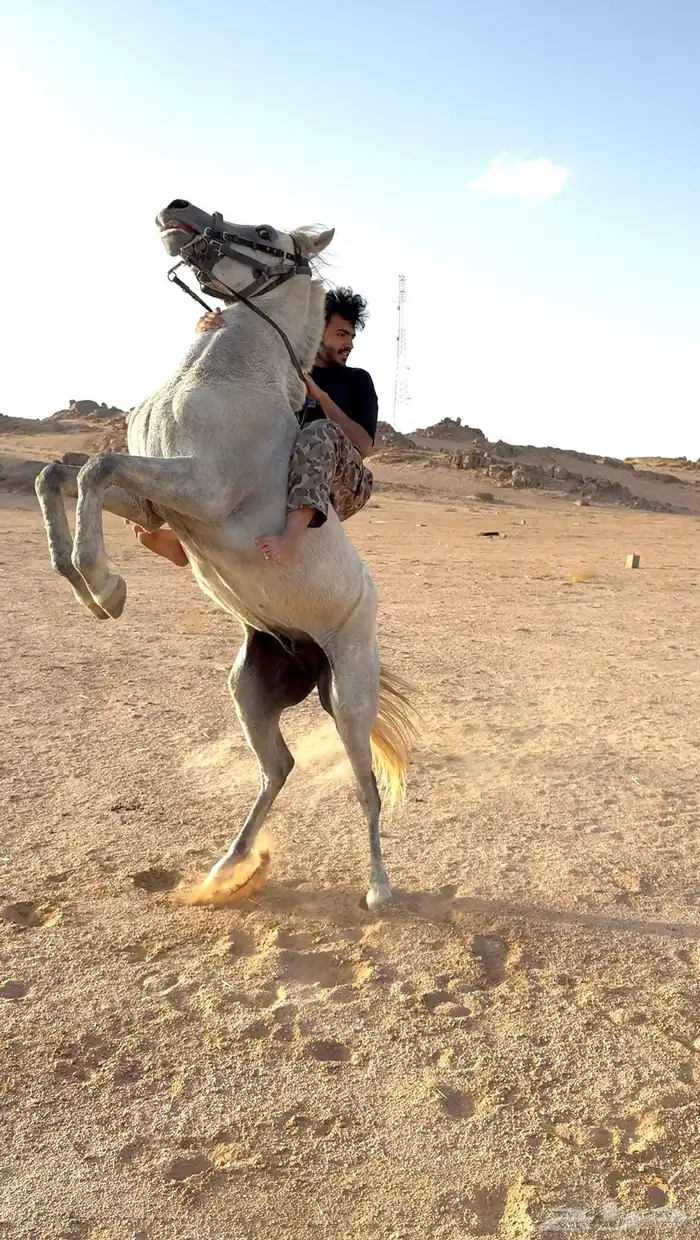 حصان شعبي طرب وسرعه 0