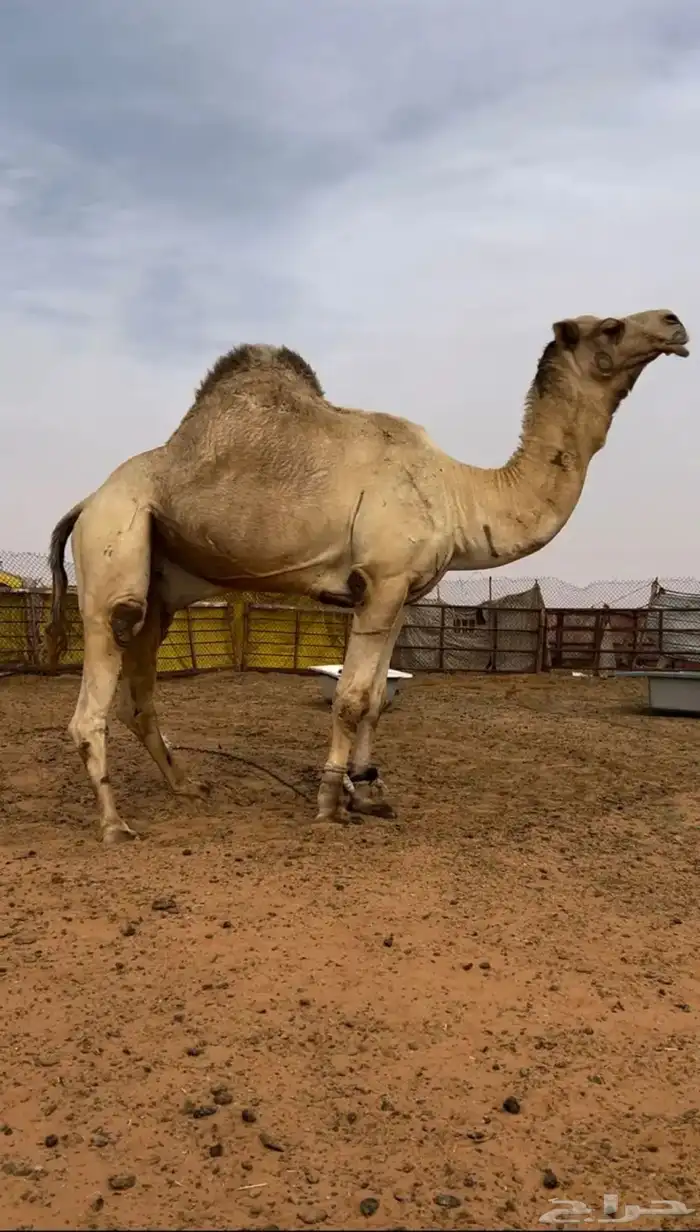 فحل هجن 0