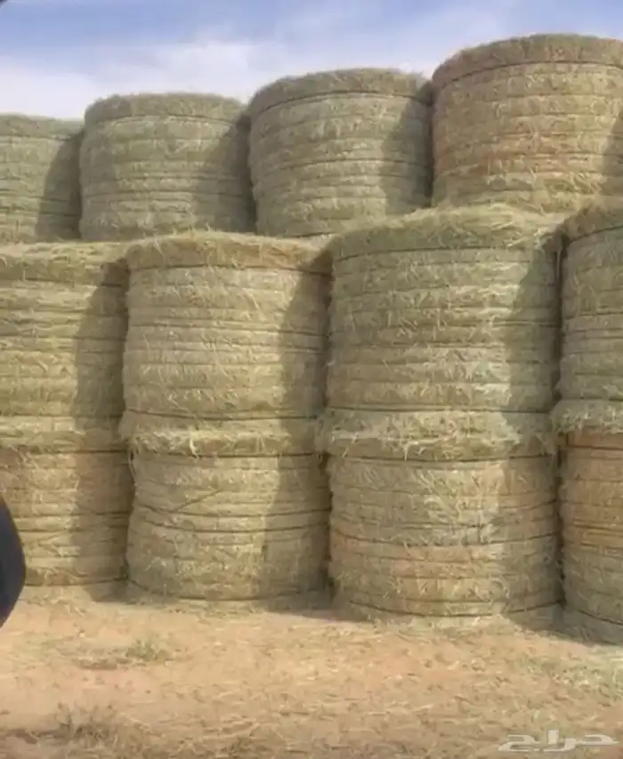 للبيع لفات رودس شد تماتيك وزنه 200 كيلو إلى 230 0