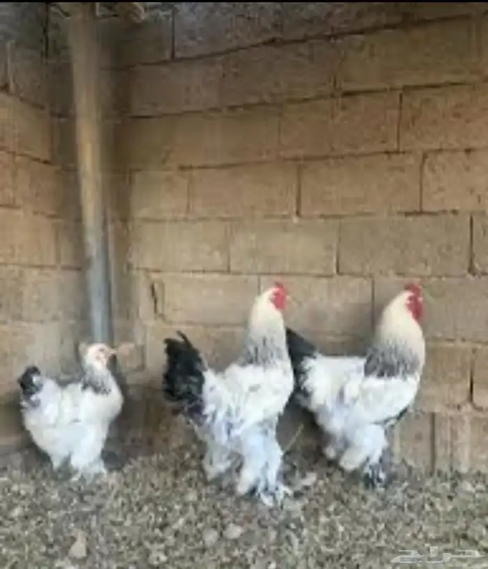 للبيع بيض براهما 0