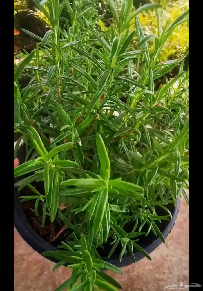 إكليل الجبل يوجد لدينا 500. كيلو. (خمس مية كيلوا). 0