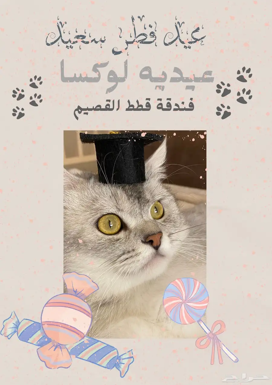 حجزفندقة قطط القصيم لعيد الفطر 1