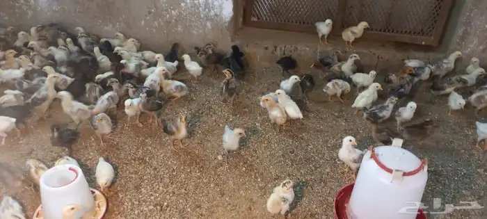 صيصان بلدي وفيومي مشكل 0