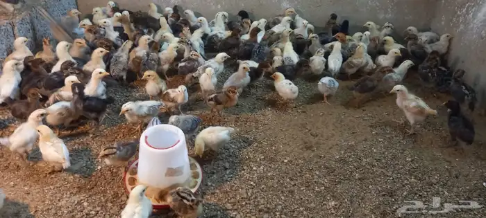 صيصان بلدي وفيومي مشكل 8