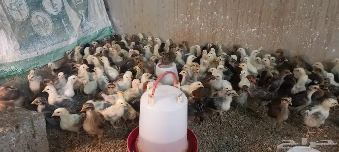 صيصان بلدي وفيومي مشكل 3