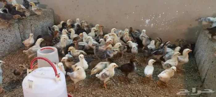 صيصان بلدي وفيومي مشكل 5
