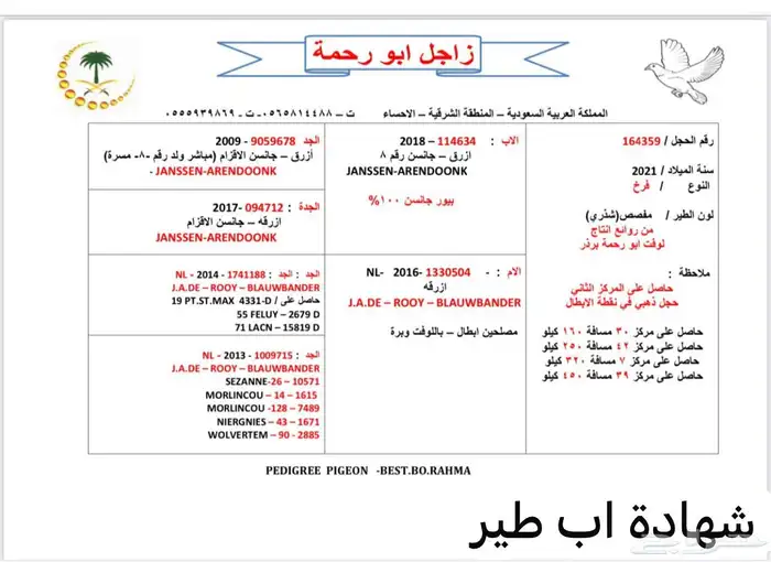 ذكر زاجل سباق مميز أبناء حجول ذهبية (تم البيع) 3
