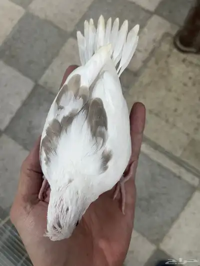 فروخ كروان هافي بايد 2