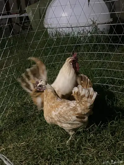 دجاج عربي او حباحب 2