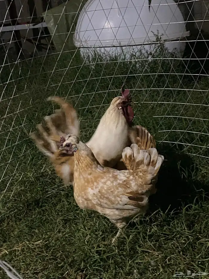 دجاج عربي او حباحب 2