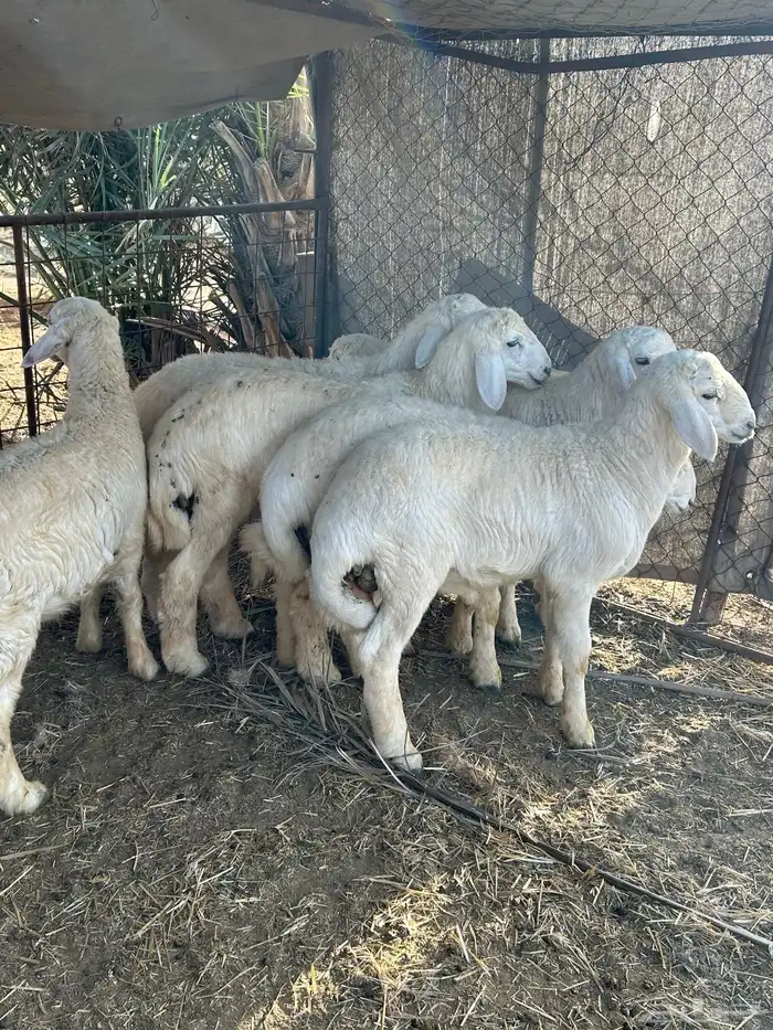 بهم طيب 7