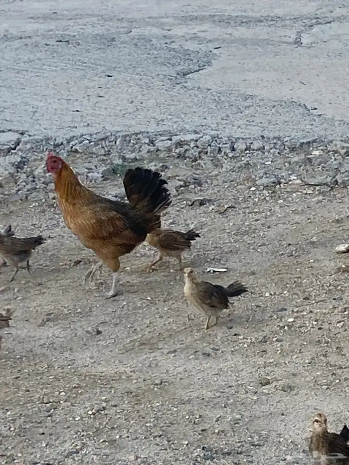 دجاجه بلدي 5