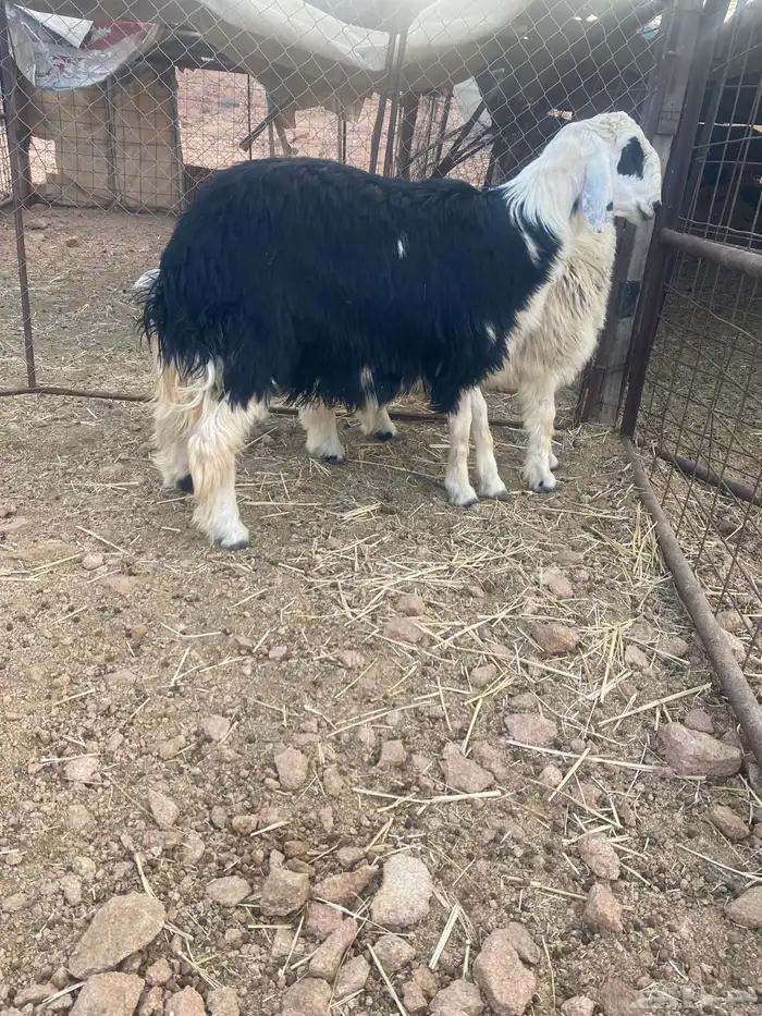 طلي نجدي 1