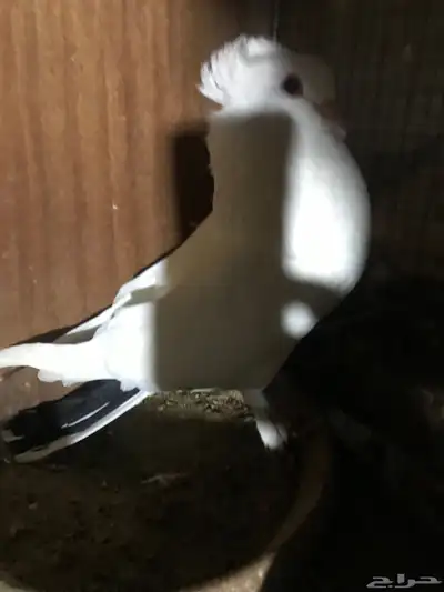 3 ازواج مصري مالطي دم   صافي 0