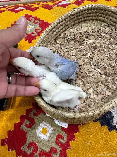 فروخ روز 0
