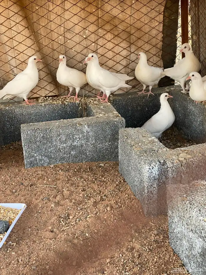 حمام فرنسي 0