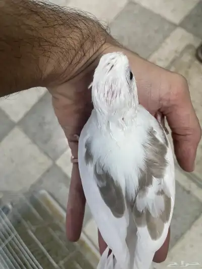 فروخ كروان هافي بايد 0