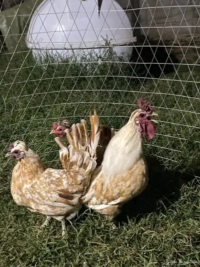 دجاج عربي او حباحب 0