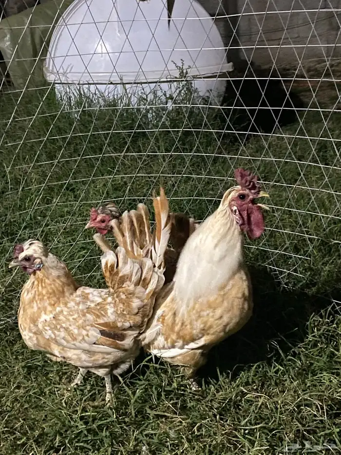 دجاج عربي او حباحب 0