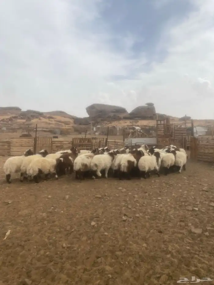 خرفان نعيمي 0