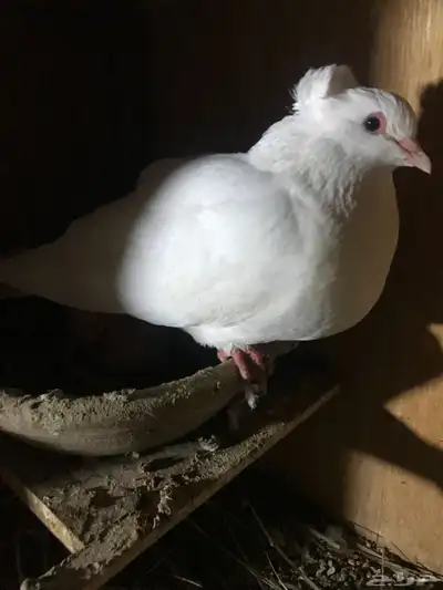 3 ازواج مصري مالطي دم   صافي 2