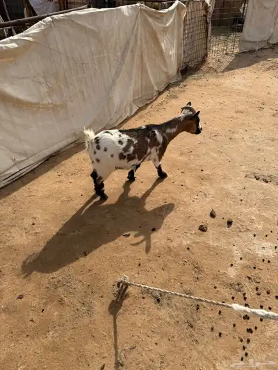 ماعز قزمي 3