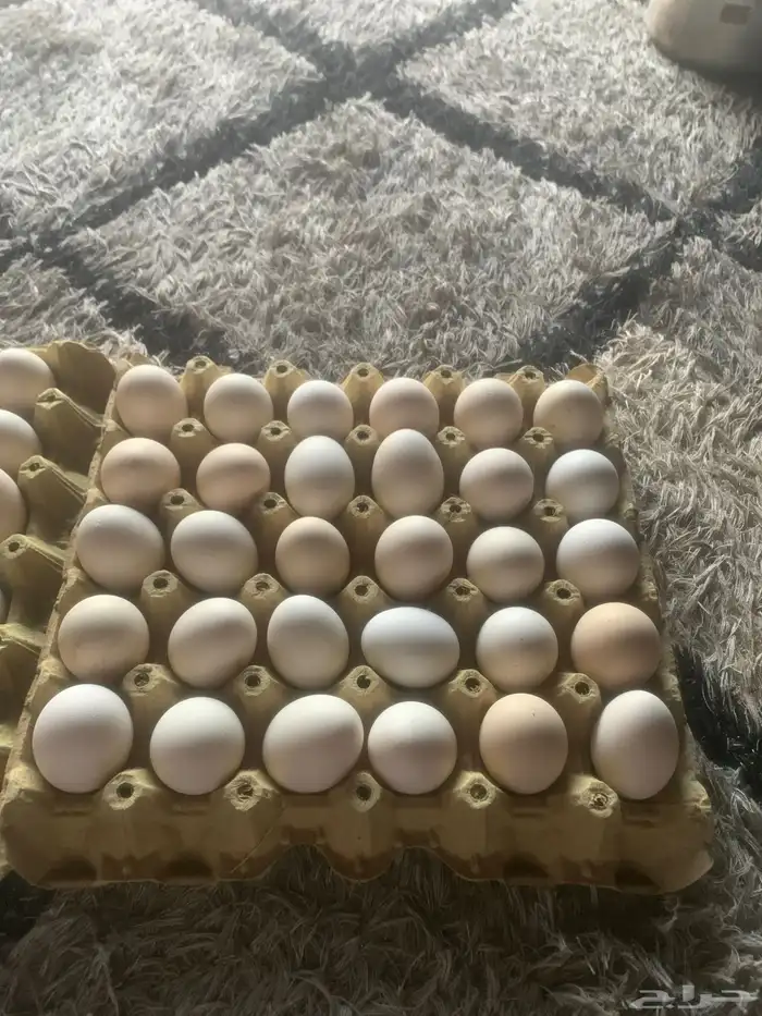 بيض بلدي 1