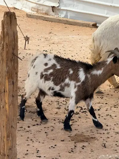 ماعز قزمي 0