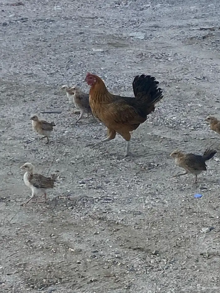 دجاجه بلدي 8