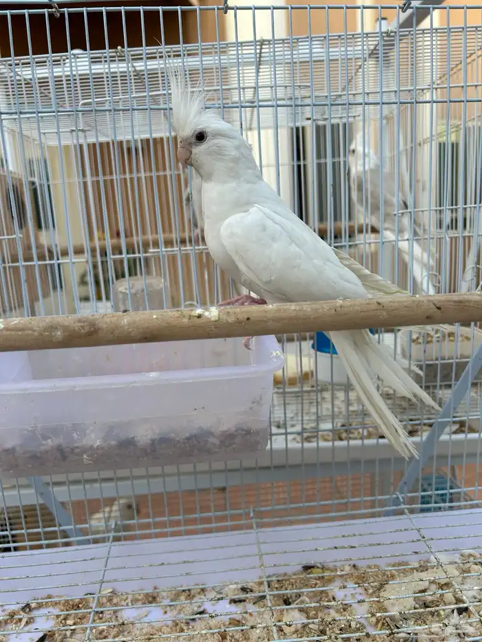 ذكر كروان البينو مفقود 0