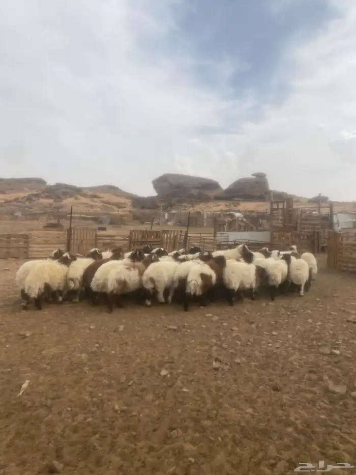 خرفان نعيمي 1