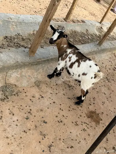 ماعز قزمي 1