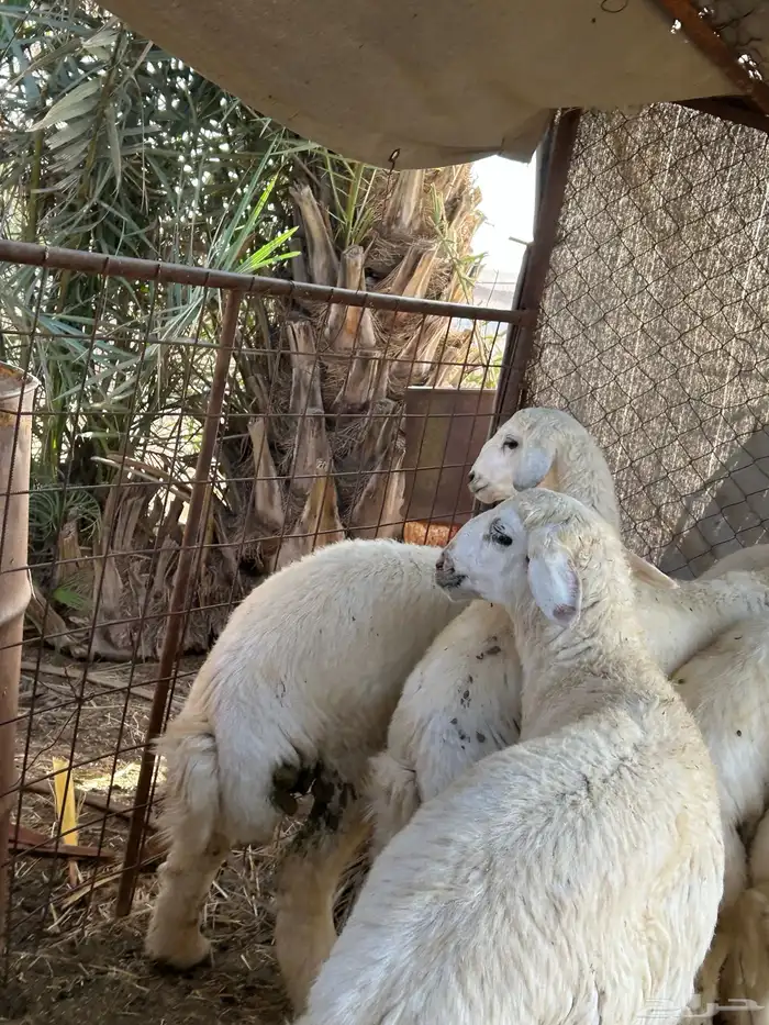 بهم طيب 5