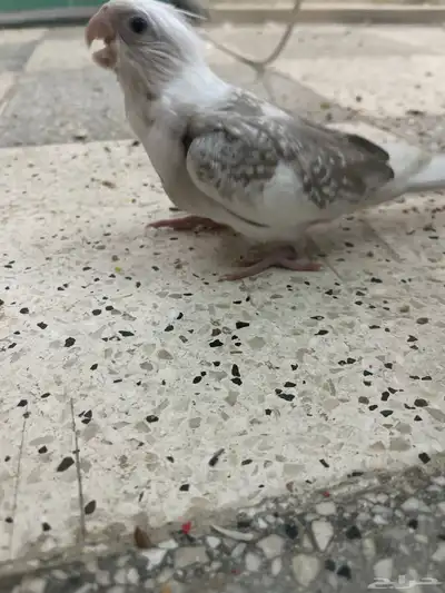 فروخ كروان هافي بايد 3