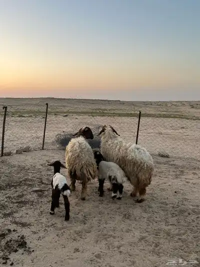 تم البيع 1