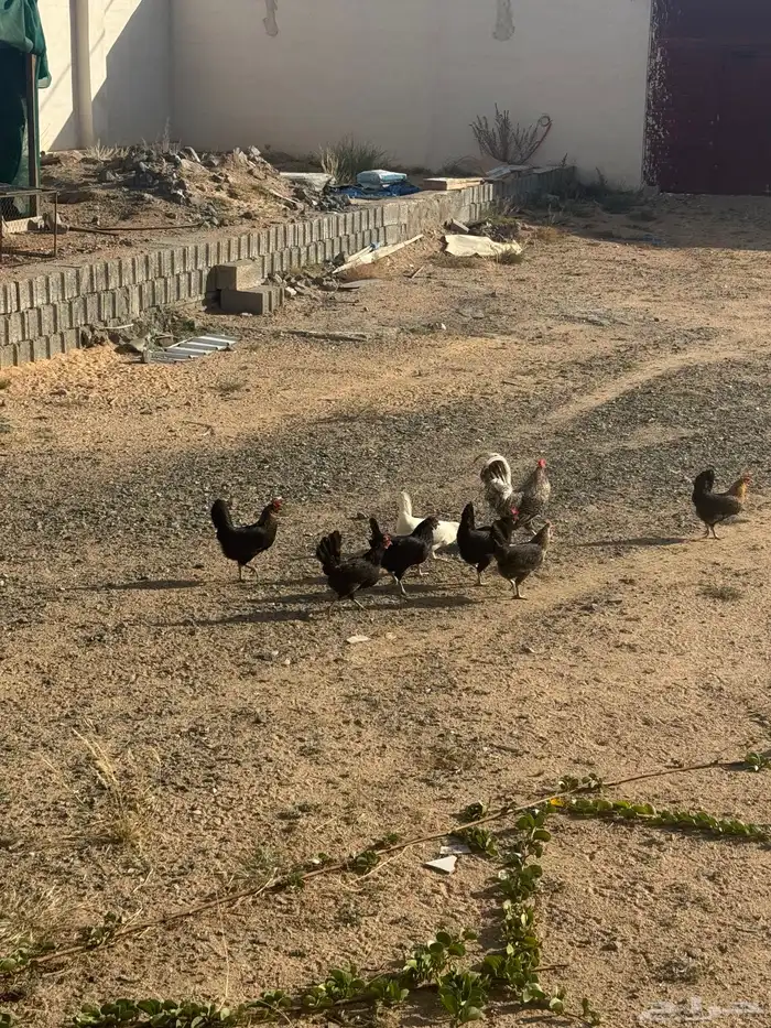 دجاج بلدي 6
