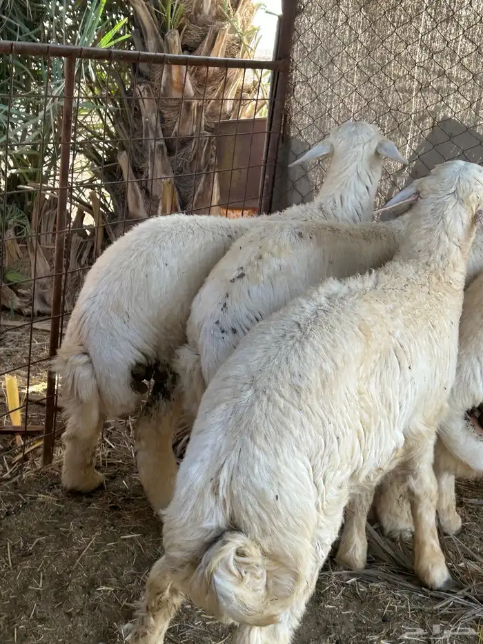 بهم طيب 4