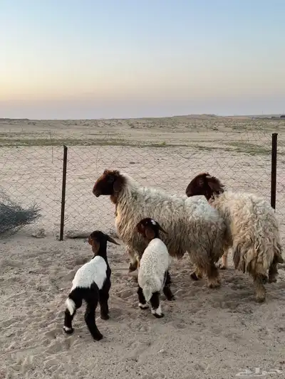 تم البيع 0