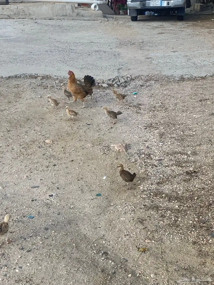 دجاجه بلدي 2