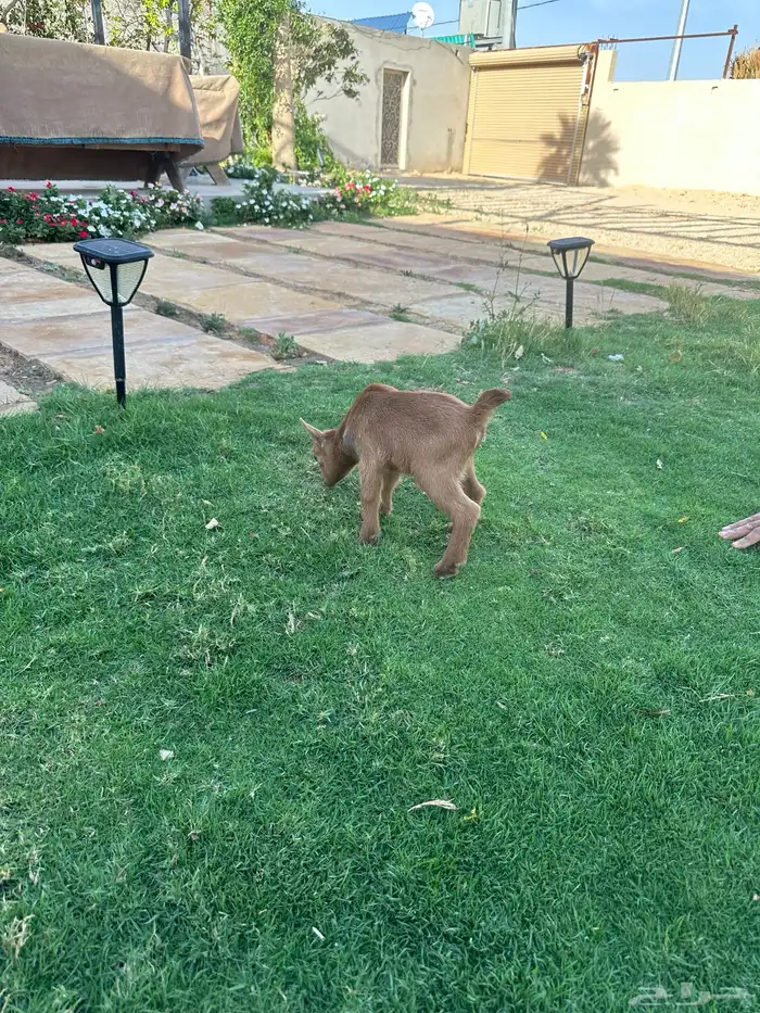 تيس قزم للبيع 3