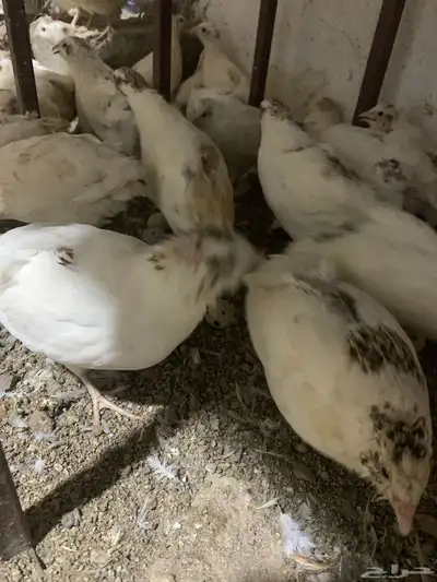 سمان اوروبي 3
