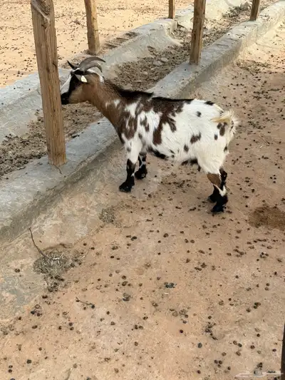 ماعز قزمي 2