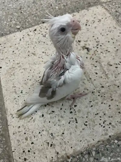 فروخ كروان هافي بايد 8