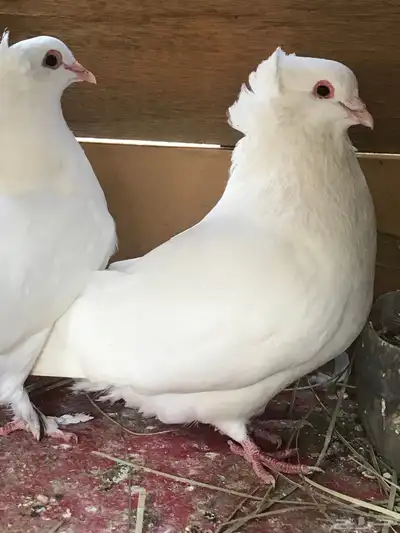 3 ازواج مصري مالطي دم   صافي 18