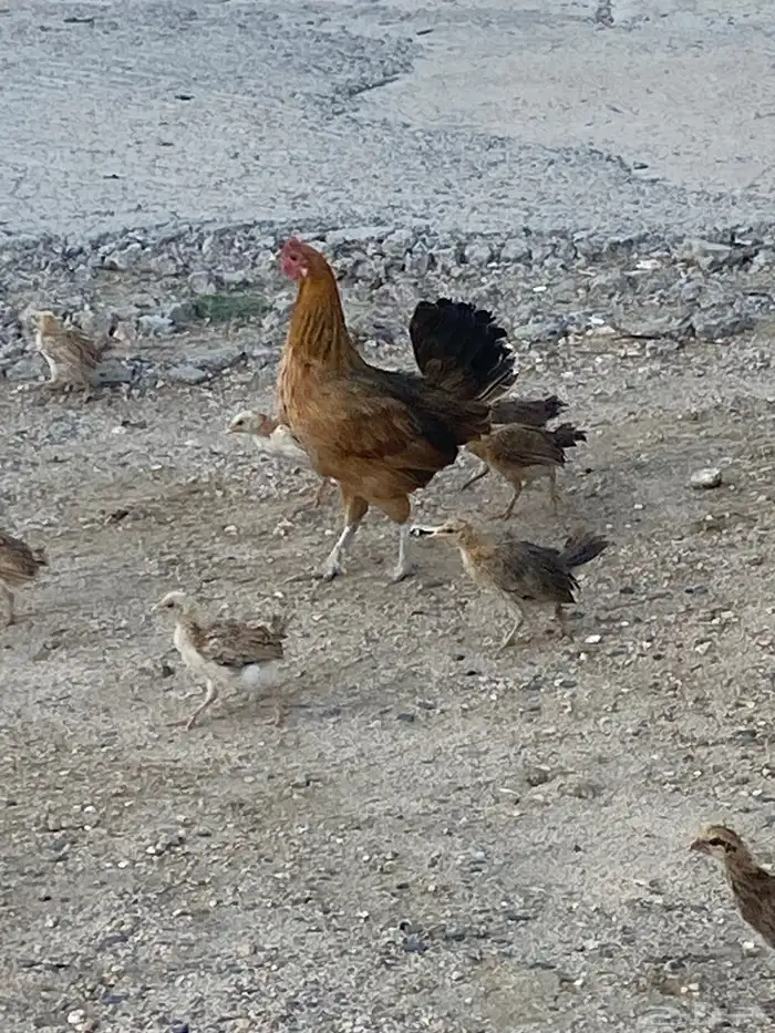 دجاجه بلدي 4