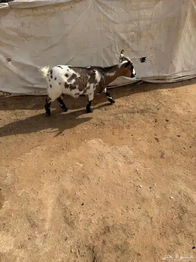 ماعز قزمي 4